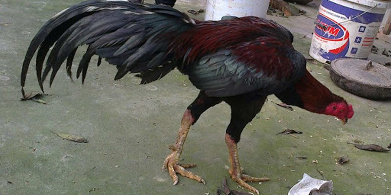 Giải thích gà tía là màu gì?